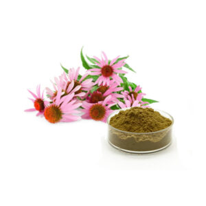 Echinacea Extract Powder