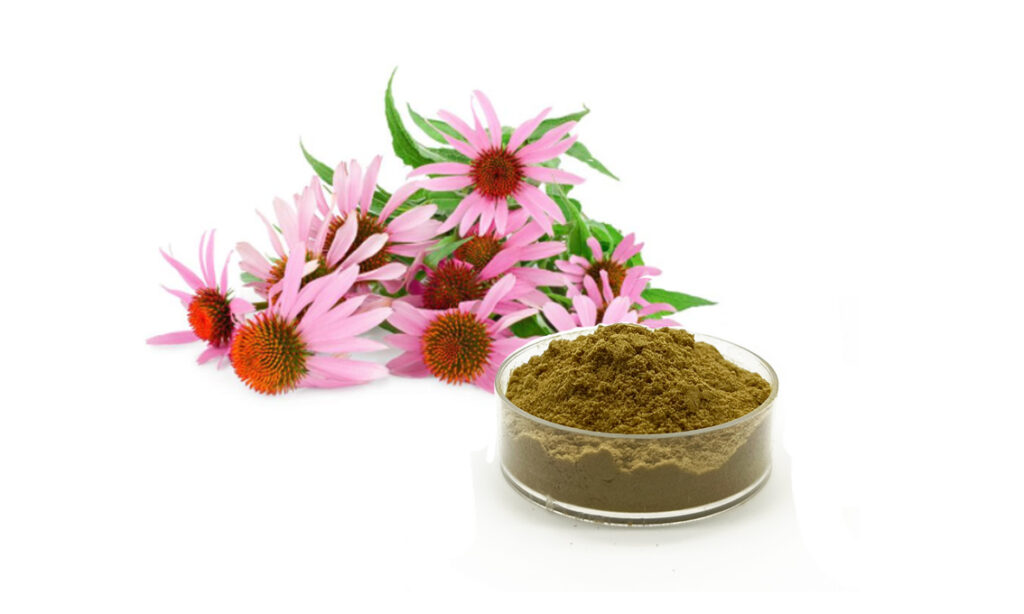 Echinacea Extract Powder